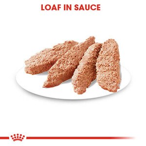 loaf in sauce wet adult dog food